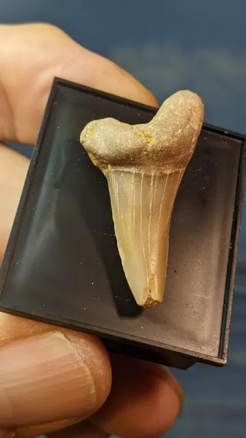 Isurus Desori  Mako Shark Tooth. 35mm. Display Boxed. As Shown in Photos.