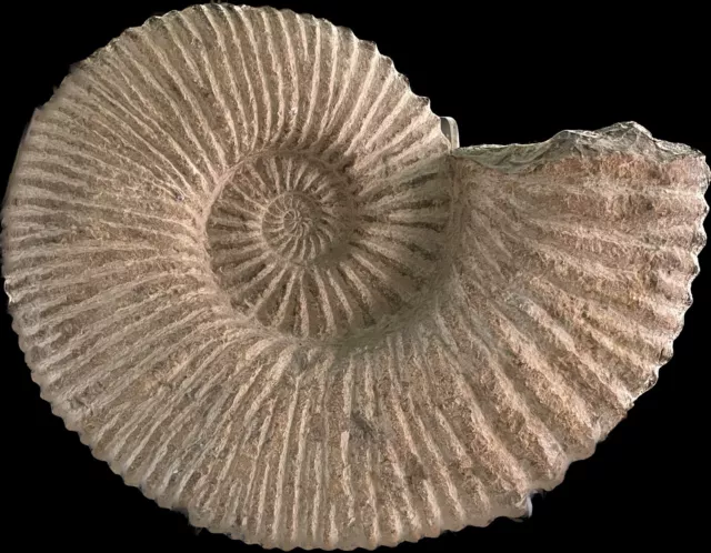 Ammonite Fossil HUGE 12" Diameter Museum Quality