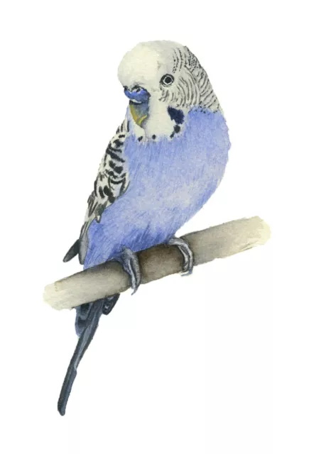 Purple Budgie Pet Portrait Watercolour PRINT from an Original Painting