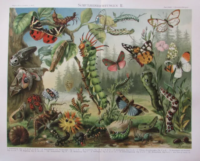1897 Schutzeinrichtungen I. II. - alter Druck Lithografie old print Botanik 2