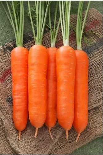 Zanahoria Kuroda - semillas de zanahoria japonesa