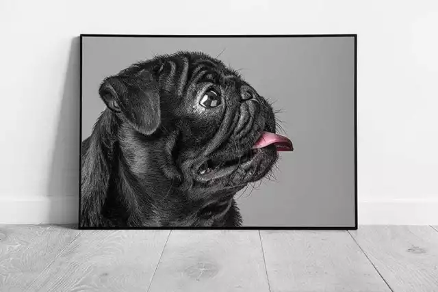 Pet Black Pug Dog Animal Art Ready to Hang Wall Art Print Framed Picture print