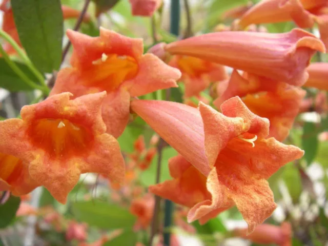 BIGNONIA CAPREOLATA RUSTIQUE species red