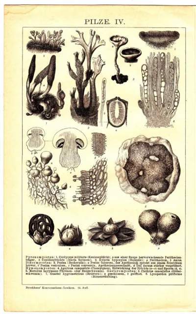 1895 Mushroom Fungi Species,Mycology Antique Lithograph Print
