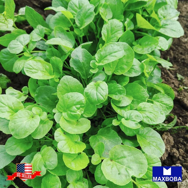 Non-GMO Cress Seeds Upland / Heirloom / Herb Garden Fresh