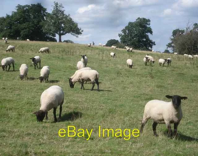 Photo 6x4 Sheep herd at The Weir Canon Bridge Herd of Blackface viewed no c2007