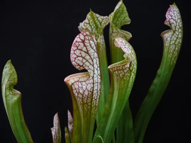 Pogonia + Sarracenia x wrigleyana  - Schlauchpflanzen