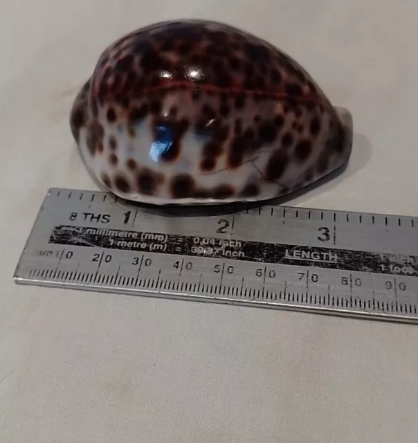 Antique Cowrie Shell & Brass Snuff Box / Trinket Box