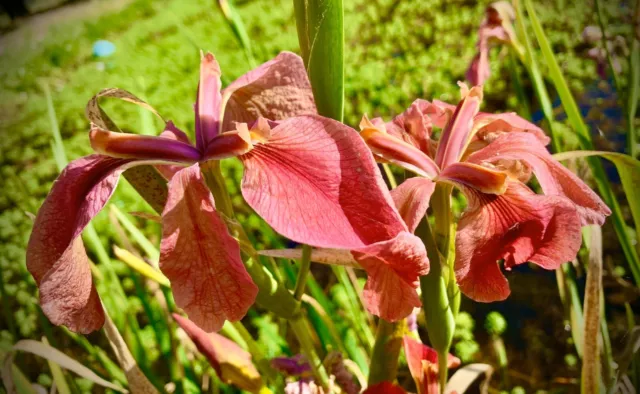 Water Iris Dusky Pink Water Pond Plant One Growing Ryzome