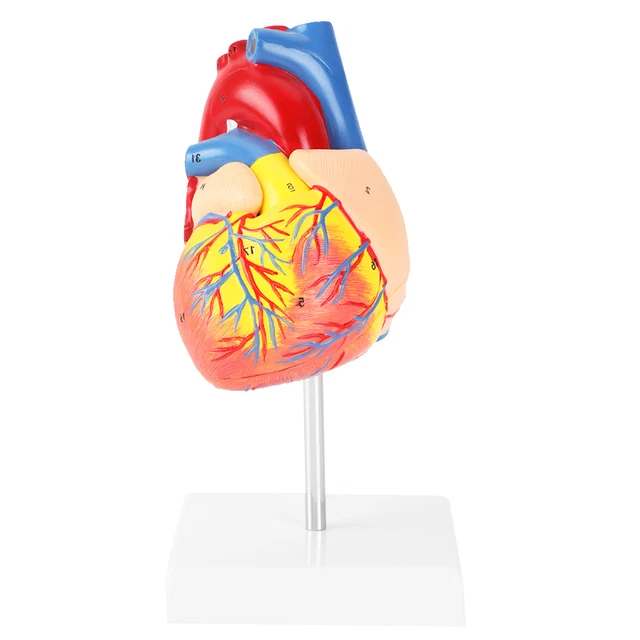 11 ANATOMICAL HUMAN Life Size Heart Model Cardiovascular 2 Parts HEL £