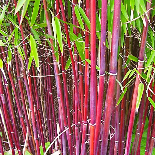 Fargesia robusta Asian Wonder - Bamboo, Plant in 12cm Pot