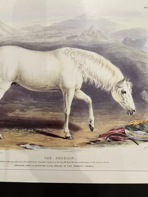 Equestrian Horse Print Arabian 19cent Book Page Poster Art Zoological Vintage