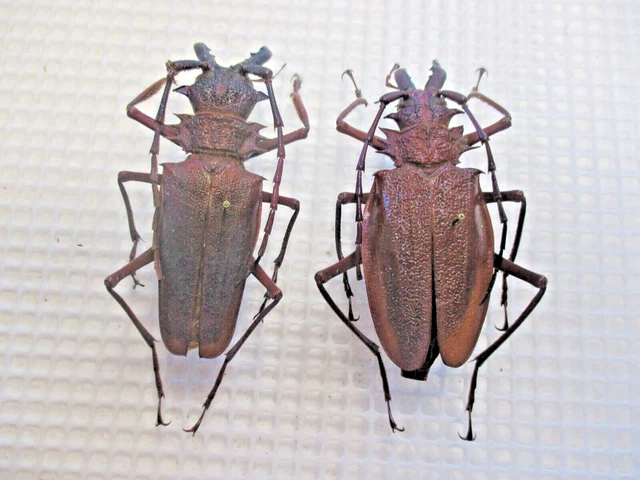 Macrophotograph Of A Psalidognathus Friendi With Metallic Accent On A White Background 2bc3jcj