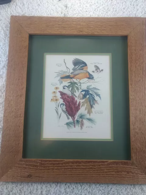 ORIOLES & CHICKADEES, NUMBER 8 OF A SERIES OF PAINTINGS, PRINTS by ARTHUR SINGER ORIOLES & CHICKADEES, NUMBER 8 OF A SERIES OF PAINTINGS, PRINTS by ARTHUR SINGER