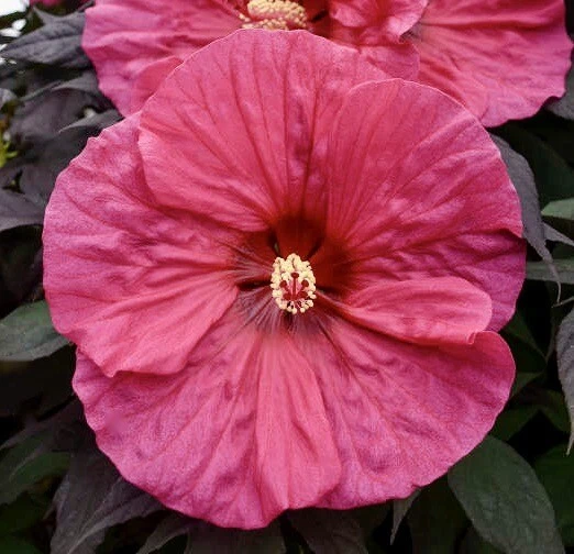 EVENING ROSE Hardy Hibiscus -- Plant in 4.5" pot  VERY DARK LEAVES