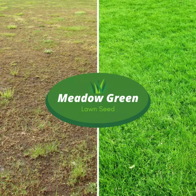 Meadow Green Grass Seed Hard Wearing Lawn Seeds Premium Tough Fast Growing