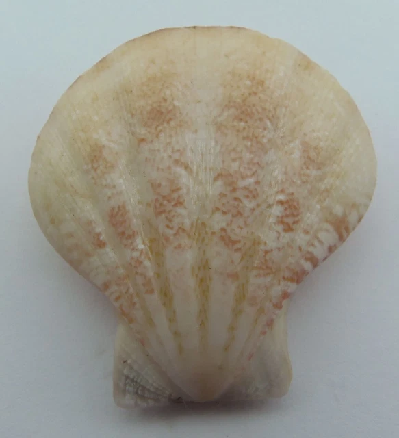 Seashell Seashell Decatopecten plica