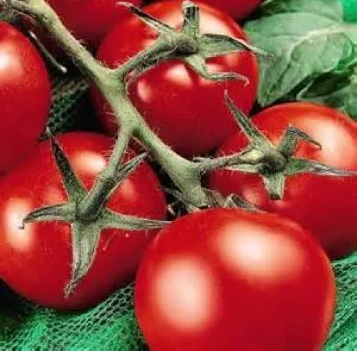 25  Fresh Heirloom Moneymaker Tomato Seeds Free Usa Shipping