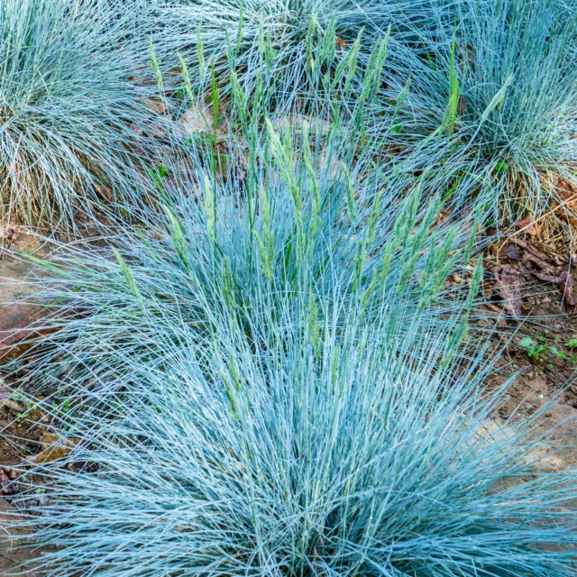 Festuca glauca Intense Blue | Evergreen Garden Shrub Plant (15-30cm Incl Pot)