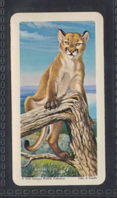 COUGAR - 50 + year old Canadian Trade Card # 33