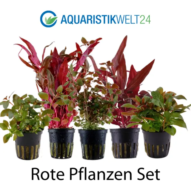 Plantes Ensemble Avec 5 Beau Rouge Pot De Aquarium Aquatiques AquaOne Nr.101 2