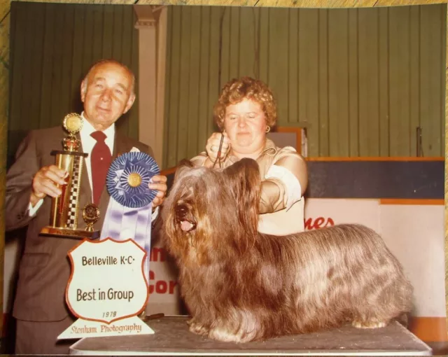 Skye Terrier 1979 Champion Dog Show 8 x 10 Photograph / Photo