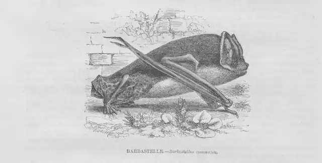 Mopsfledermaus Barbastella barbastellus Fledermaus HOLZSTICH von 1863 Bat