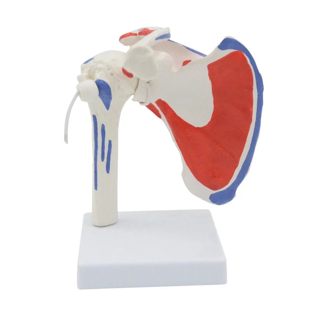 Modello Comune Di Spalla L'articolazione Della Spalla Destra Della Spalla Umana Con Anatomia Muscolare Modello Di Spalla Umana Modello Anatomico
