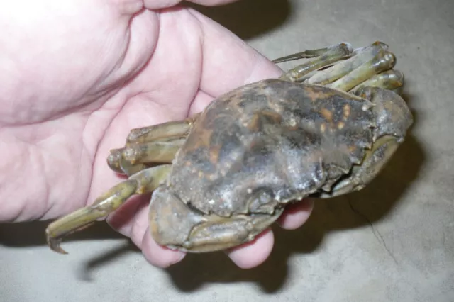 LARGE SOFT SHELLED Crabs Peeler Crab Sea Fishing Bait £4.79