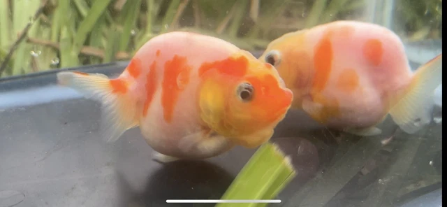 2 goldfish . ranchu