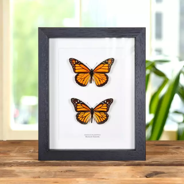 Monarch Taxidermy Butterfly Male and Female Pair Frame (Danaus plexippus)