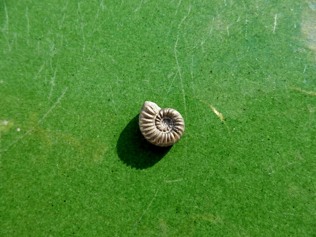 Fosiles Ammonite " Bonito Promicroceras  Pirit. Charmouth (Inglaterra) - 12G22 "