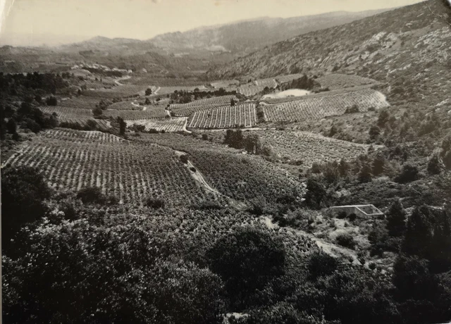 CPSM COTEAUX-de-l'Alaric vignobles des Corbières dept-11