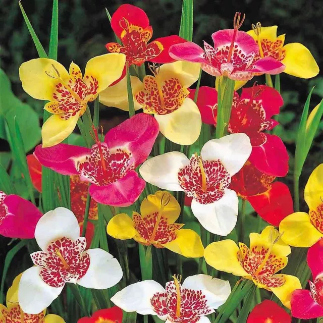 Tigridia Mixed Bulbs. Pretty Mixed Summer Flowers. Size 5/7 Easy To Grow