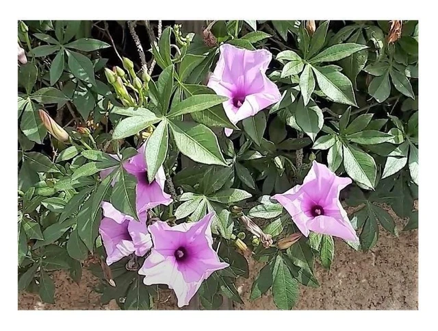 10X IPOMOEA CAIRICA Pianta Rampicante Giardino Piante - Seme ID211 EUR ...