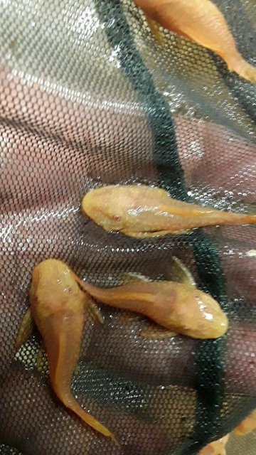 Albino Ancistrus 1.5" Also Known As Albino Bristlenose Pleco