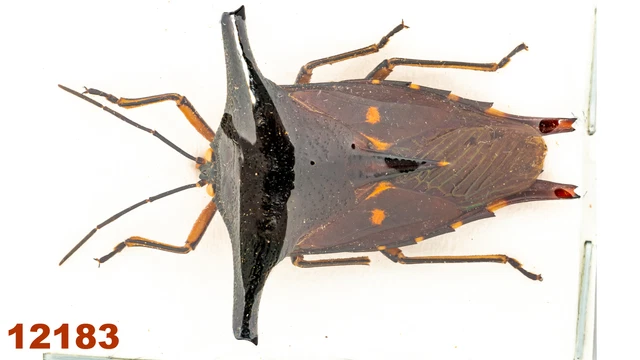 Heteroptera sp.   A2, 26 mm, 1 pc
