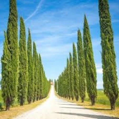 50 X ITALIAN Cypress Tree seeds. Cupressus Sempervirens. Totem Pole