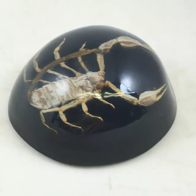 Vintage Big Scary Scorpion Ready To Strike! Acrylic Paperweight Black Background 2