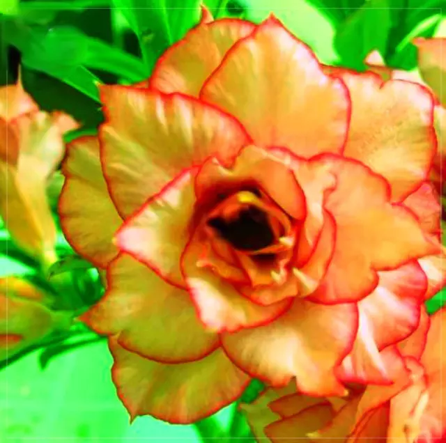 2PCS Semillas Adenium Naranja Pétalos dobles Borde rojo Bonsai Flores Rosa...