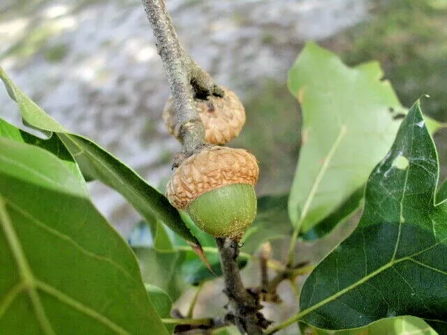 12 BLACKJACK OAK ACORNS - Quercus marilandica marilandica