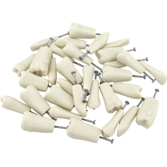 Dental Typodont Teeth For Columbia 860 32 Pcs Screw-in Exam School Practice