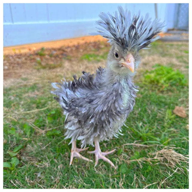 6 Fertilized (3) Polish And (3) Silkie Chicken Hatching Eggs (NPIP Certified)