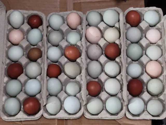 Chicken Eggs For Hatching Ameraucana/Easter Egger Black/Blue Copper/Golden Maran