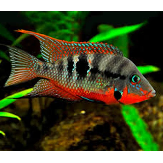 Firemouth Cichlid (Thorichthys meeki) - Live Freshwater Fish