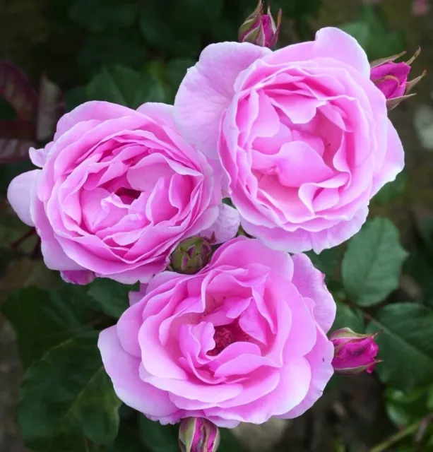 Edelrose Duftrose pink  "queen of England "Strauch Winterhart