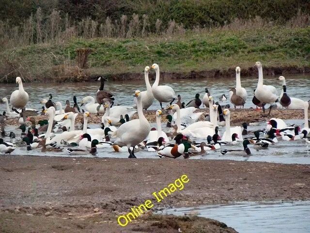 Photo 6x4 Slimbridge Wildfowl Reserve Shepherd's Patch Bewick&#039;s Swan c2012