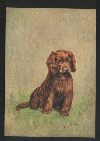 Sussex Spaniel Tobacco card postcard dogs 1930's #067 Sussex Spaniel Tobacco card postcard dogs 1930's #067