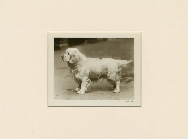 Clumber Spaniel Original Vintage 1931 Dog Print Mounted Ready To Frame