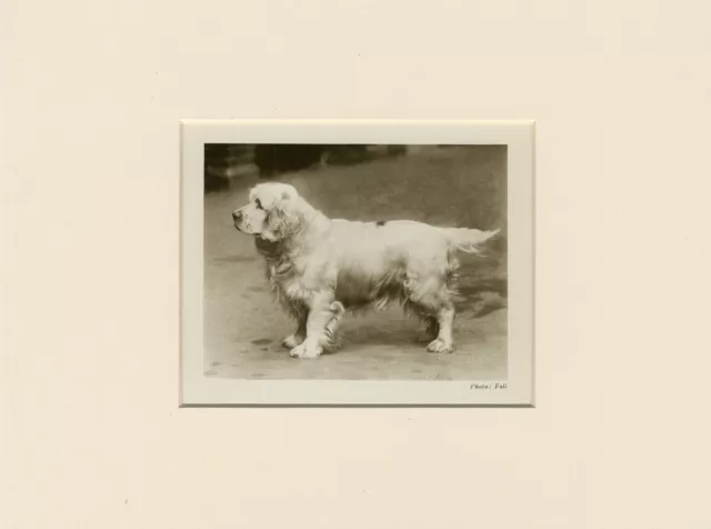 Clumber Spaniel Original Vintage 1931 Dog Print Mounted Ready To Frame